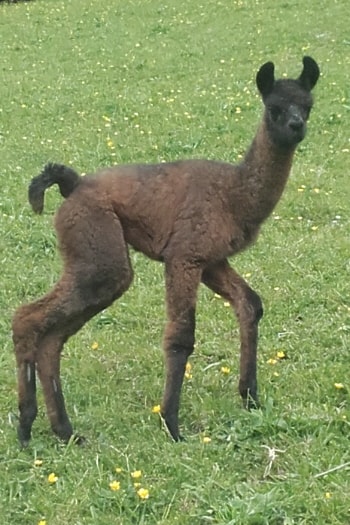 Unsere Lamas