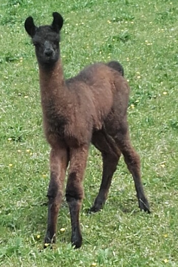 Unsere Lamas