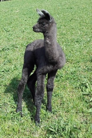 Unsere Lamas