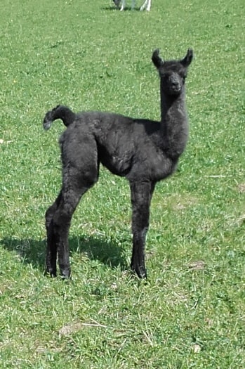 Unsere Lamas