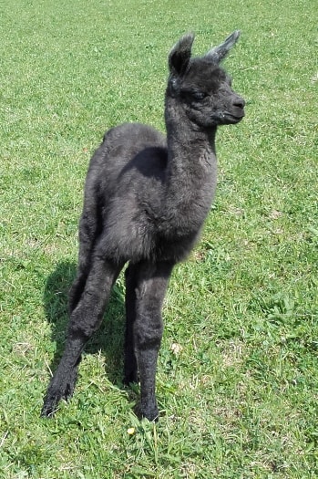 Unsere Lamas