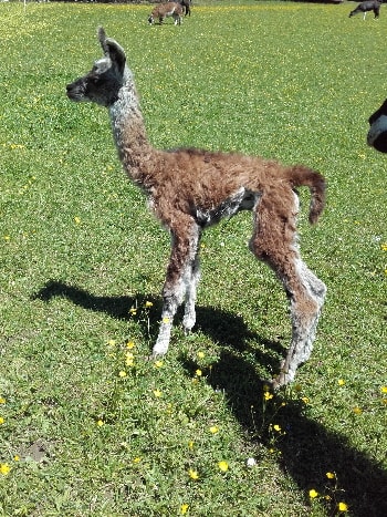 Unsere Lamas