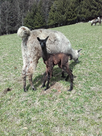 Unsere Lamas