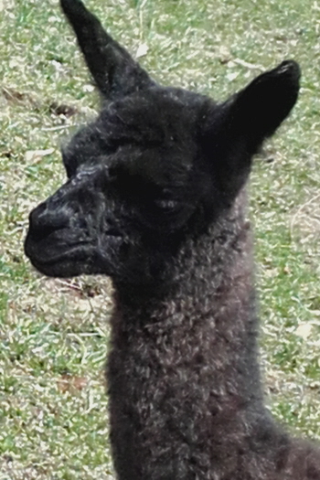 Unsere Lamas