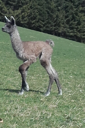 Unsere Lamas