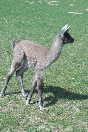 Unsere Lamas