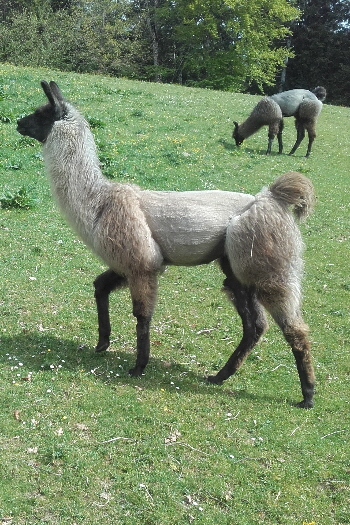 Unsere Lamas
