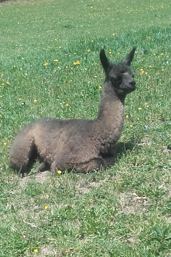 Unsere Lamas