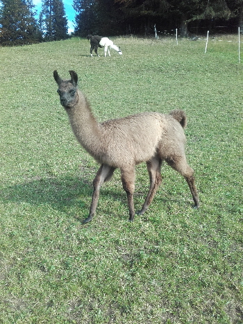 Unsere Lamas