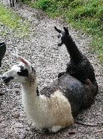 Unsere Lamas