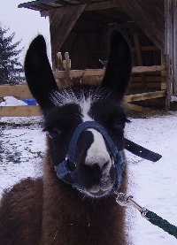 Unsere Lamas