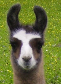 Unsere Lamas