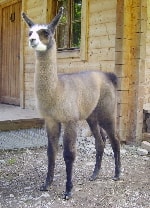 Unsere Lamas