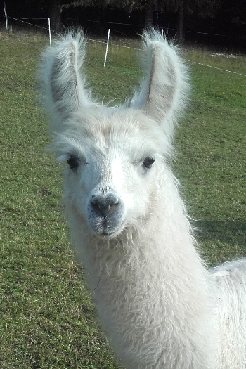 Unsere Lamas