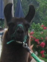 Unsere Lamas