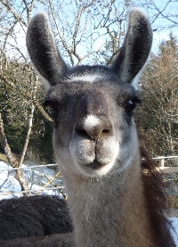Unsere Lamas