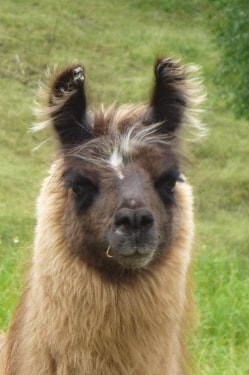 Unsere Lamas