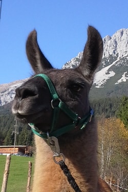 Unsere Lamas