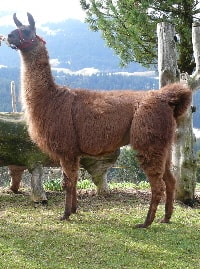Unsere Lamas