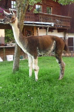 Unsere Lamas