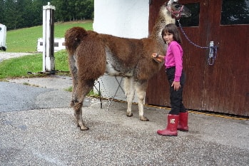 Unsere Lamas