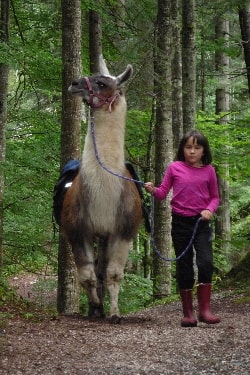 Unsere Lamas