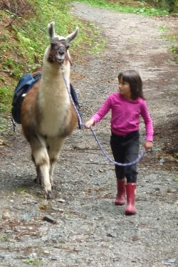 Unsere Lamas