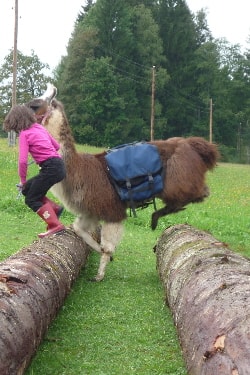 Unsere Lamas