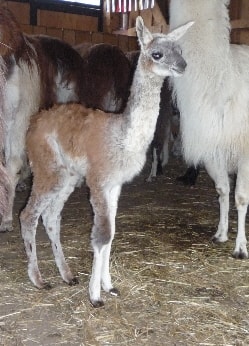 Unsere Lamas