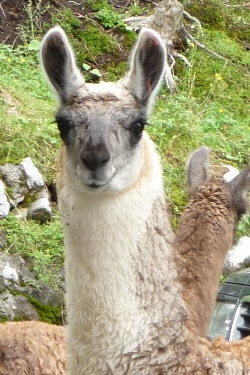 Unsere Lamas