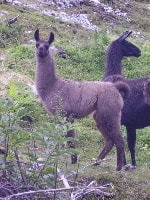 Unsere Lamas