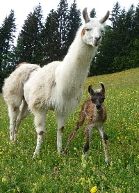 Unsere Lamas
