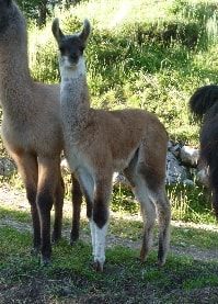 Unsere Lamas