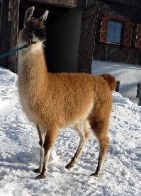 Unsere Lamas
