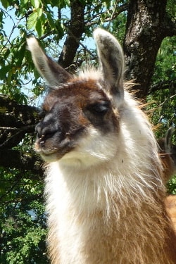 Unsere Lamas