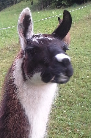 Unsere Lamas