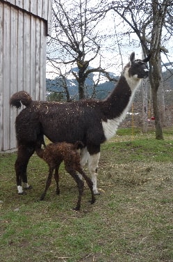 Unsere Lamas