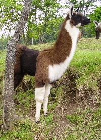 Unsere Lamas
