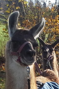 Unsere Lamas