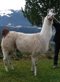 Unsere Lamas